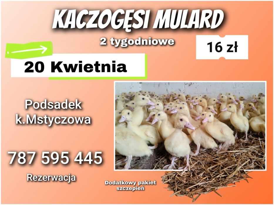 Kaczogęsi MULARD 2 tygodniowe