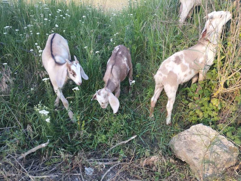 Продам цапків2х місячних нубійців 78%.  Торг присутній