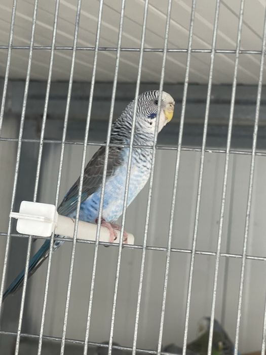 Periquitos blackface azuis e verdes