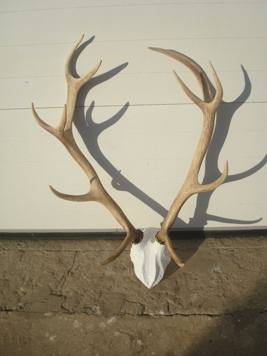 Продаю роги оленя