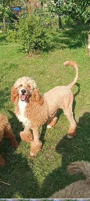 Pudel Królewski Suczka Zoja