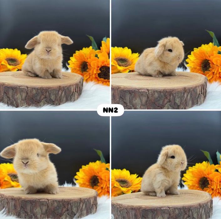 Króliki Mini Lop