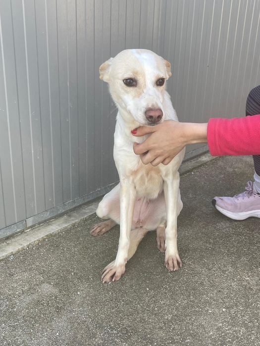 Cadelinha com 3 aninhos para adopção