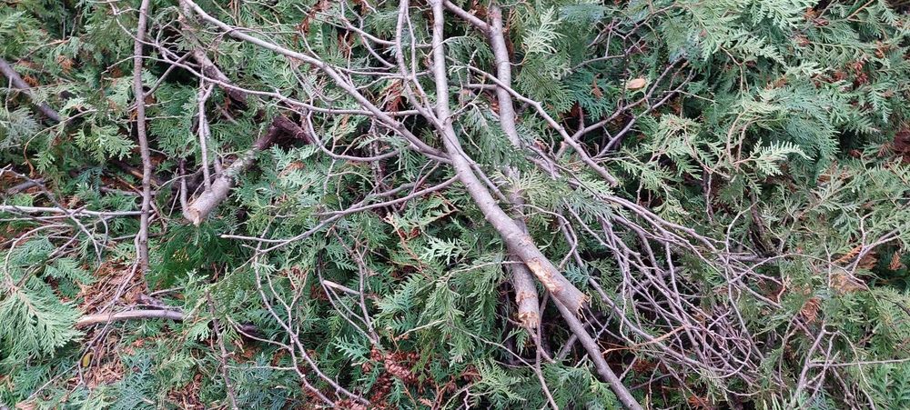 Drewno, drzewo, gałęzie z obcinki tui, thui oddam za darmo