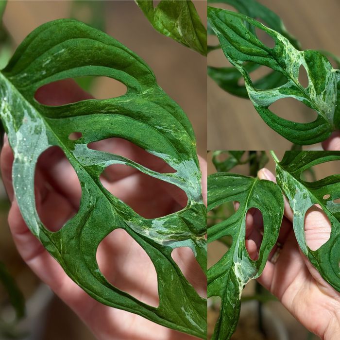 Monstera Thunderbolt, Vietciosa, Full Mint