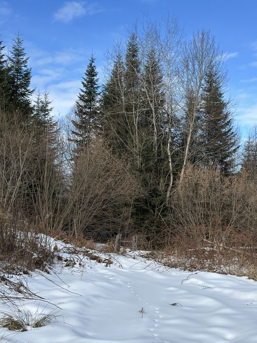 24 сотки в Мигово серед лісу | 2,5 км до лижної траси