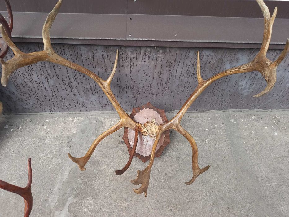 Продам рога оленя великі