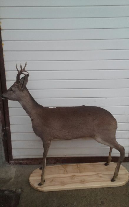 Чучело косули на деревяной подставке