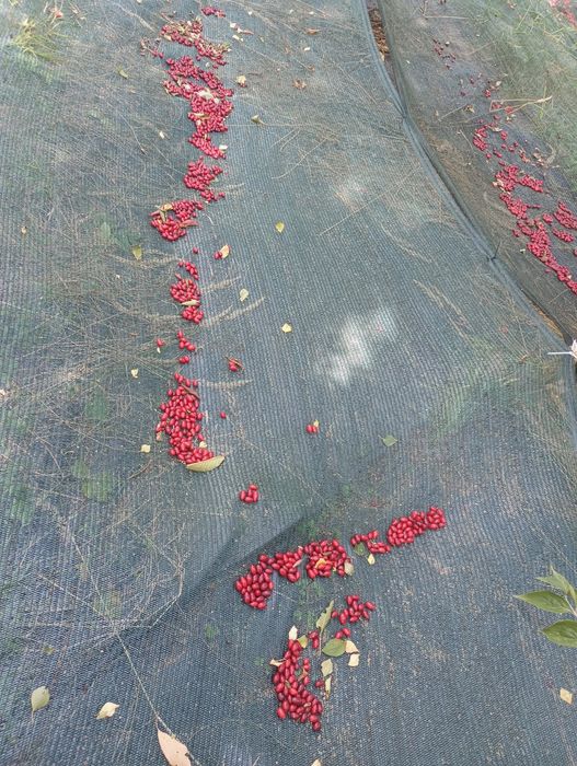 Dereń, owoce derenia