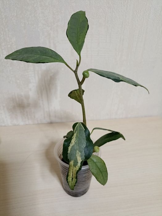 Фікус дельтовидний варієгатний (диверсіфолія)