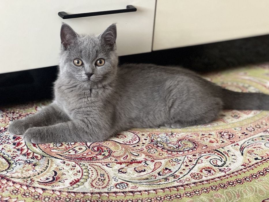 Шотланський котик