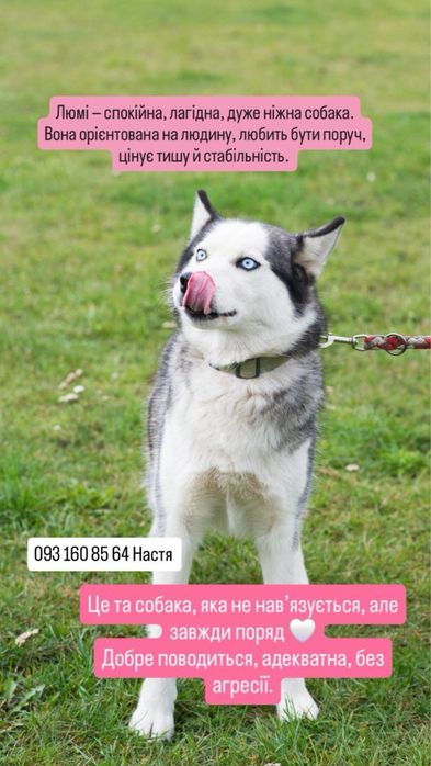 Дівчинка хаскі шукає дім