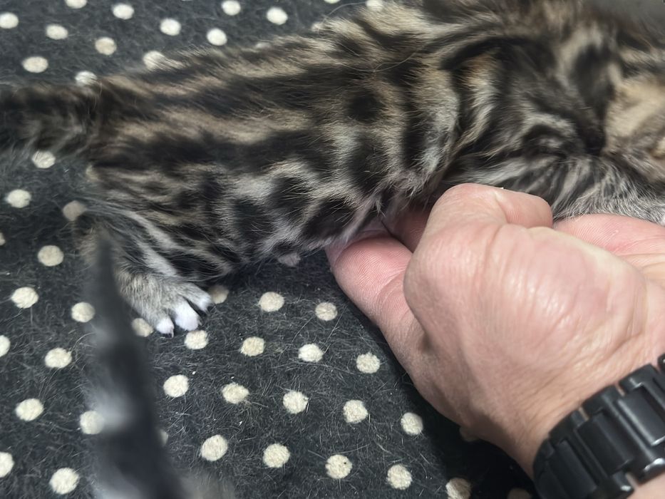 Gatinho Bengal  menino/menina