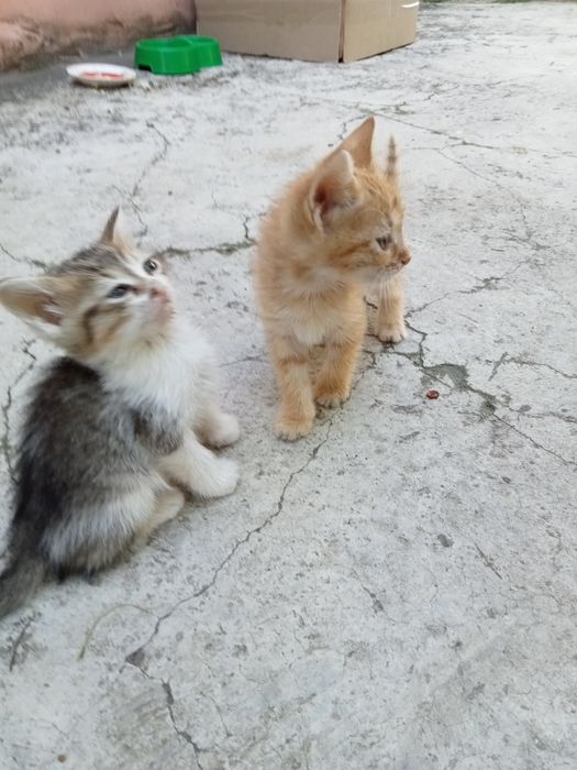 Отдам в хорошие руки котят