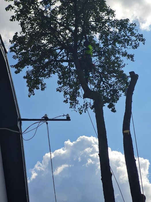 Зрізка зрізання кронування обрізання  дерев