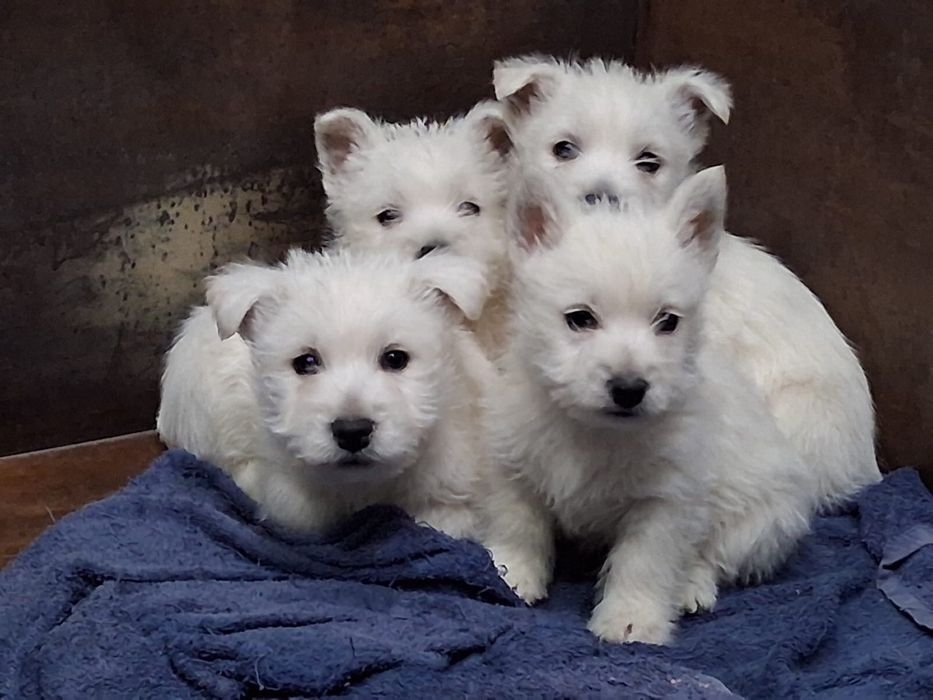 Sliczny szczeniaczek west highland white terrier