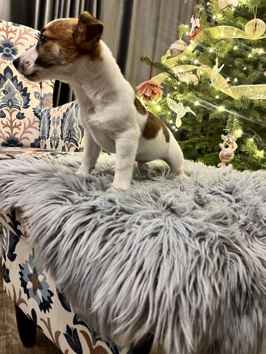 Piesek Jack Russell Terrier Elvis