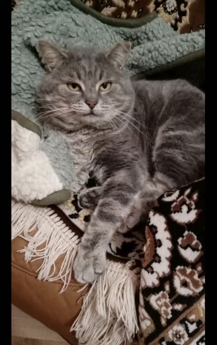 Отдам котика,в хорошие руки.