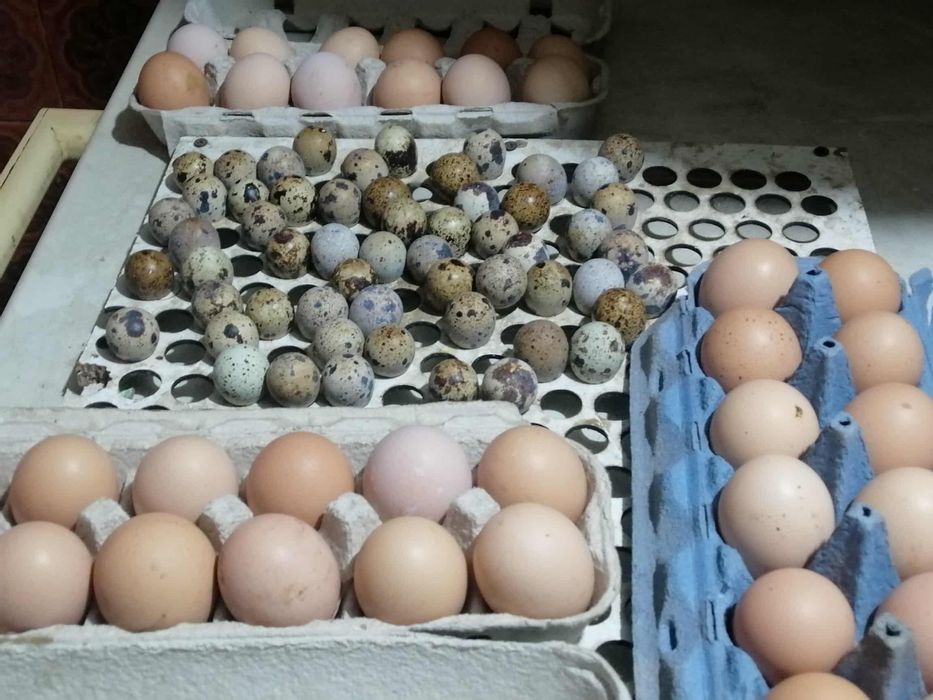 Vendo ovos caseiros