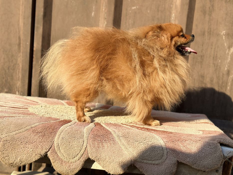 Помет 7 щенков  /Померанский шпиц/вязка