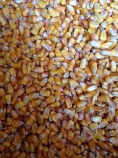 Vendo milho  de excelente qualidade