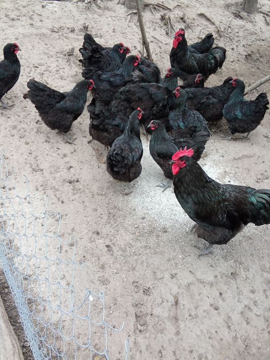 Кури породи джерсійський гігант.