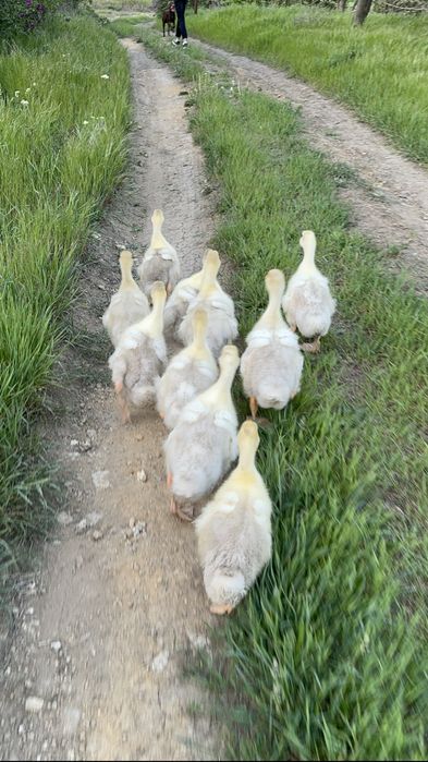 Гусята линда, крупный серый