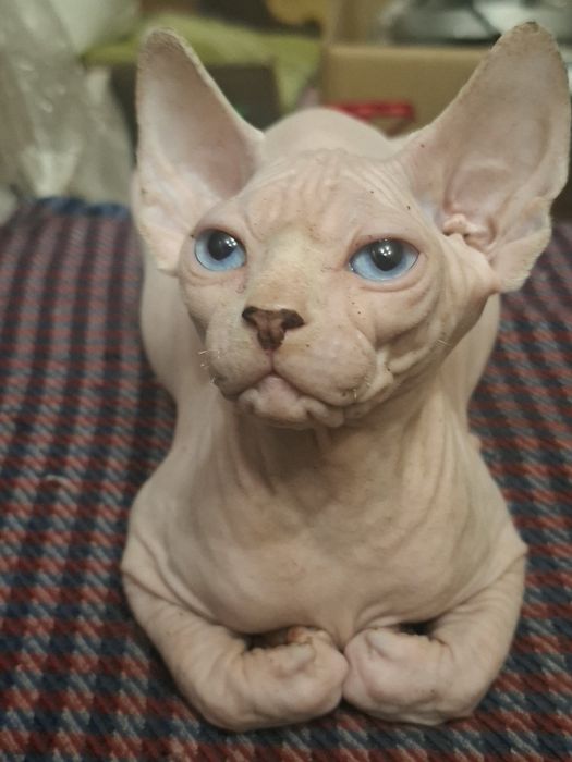 Котята канадского сфинкса