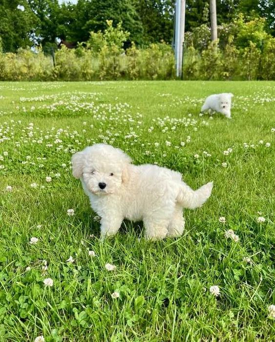 Poodle branco disponível