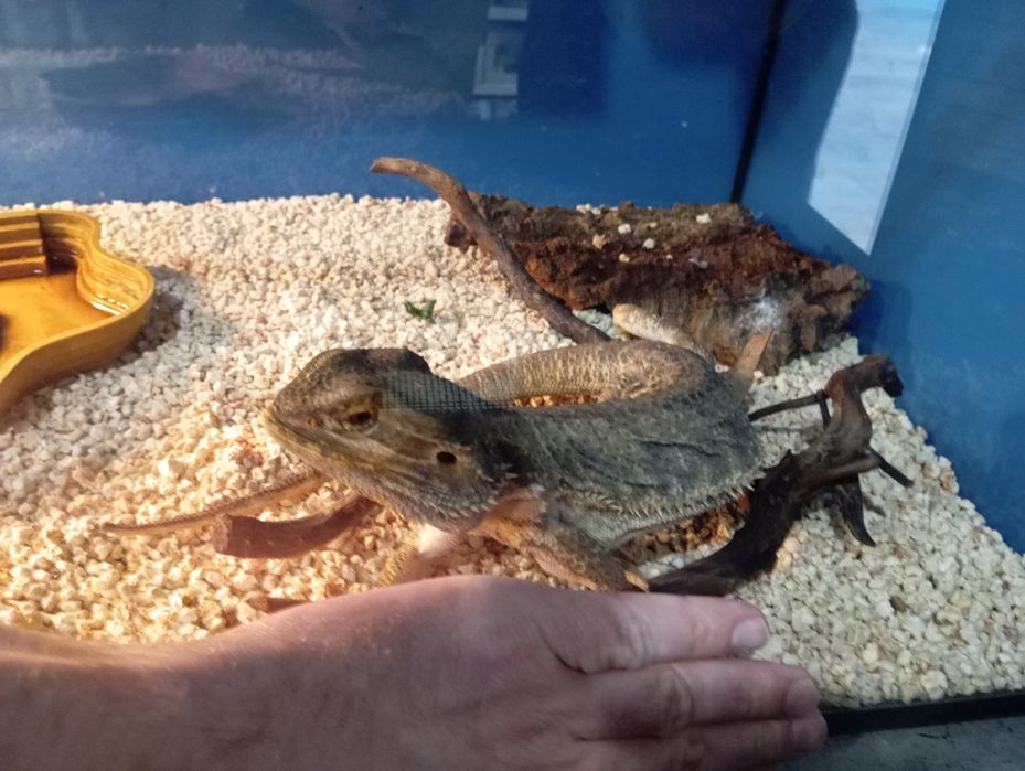 Dorosla Agama Brodata sklep pawik
