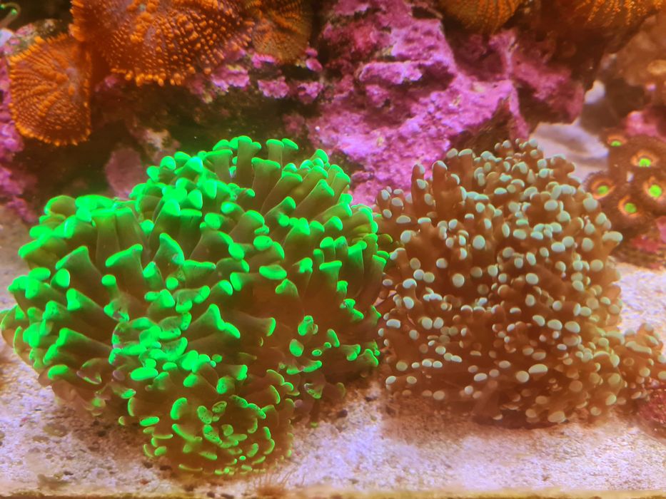 Material aquariofilia