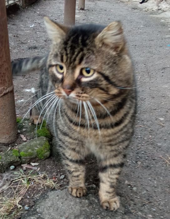 Льова проситься в сім'ю