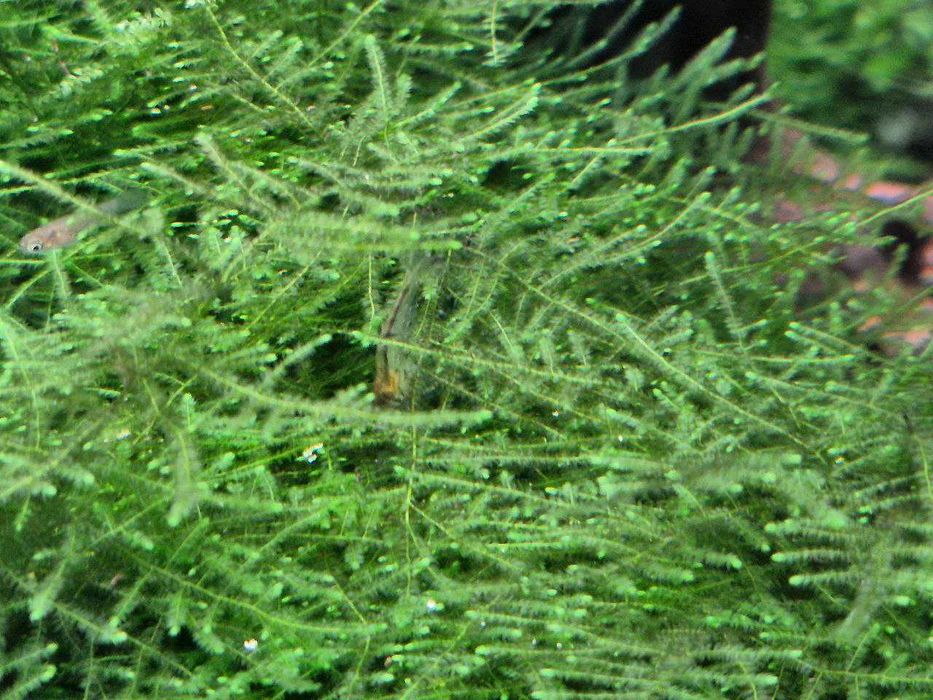 Troco plantas por camarões neocaridina