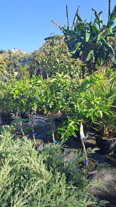 LIMAS ( CITRUS LATIFOLIA)