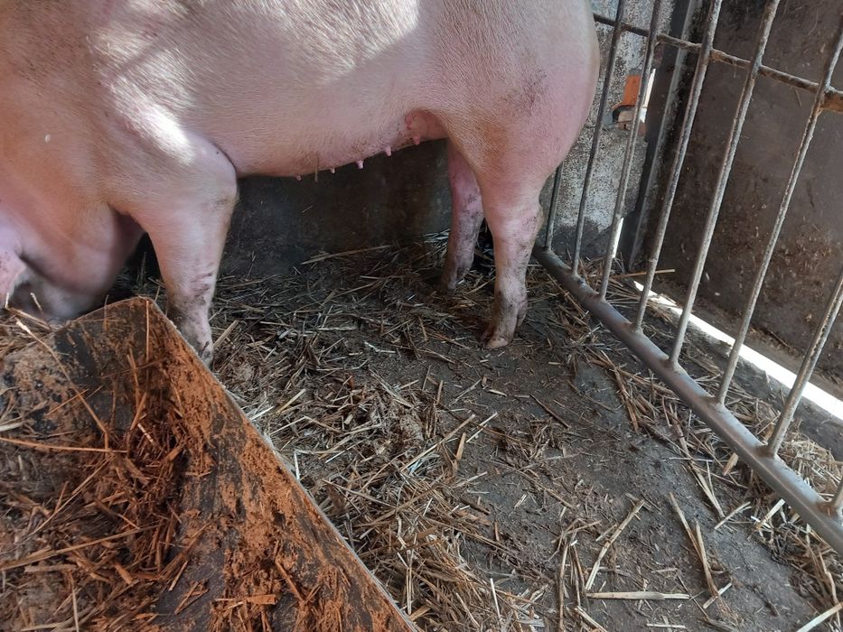 Loszki świeżo zaproszone 8-10szt