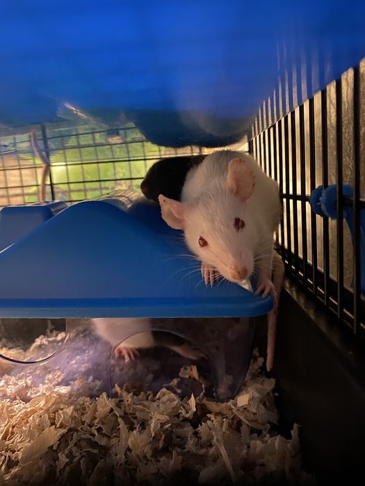 Małe szczurki (nie na pokarm)