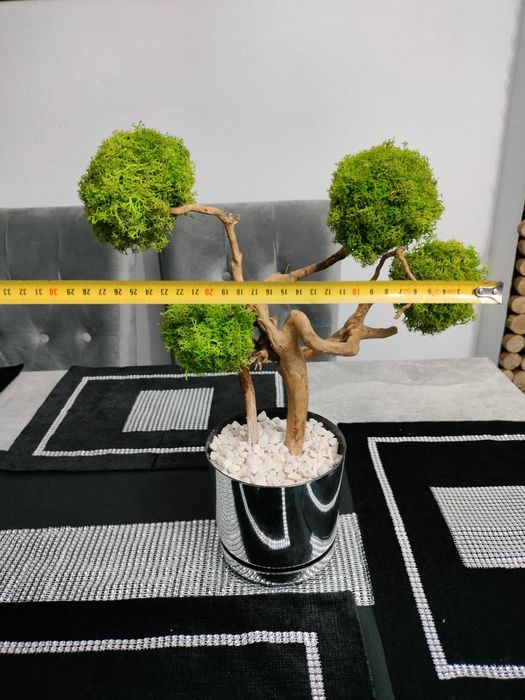 bezobsługowe drzewko z mchu chrobotka bonsai