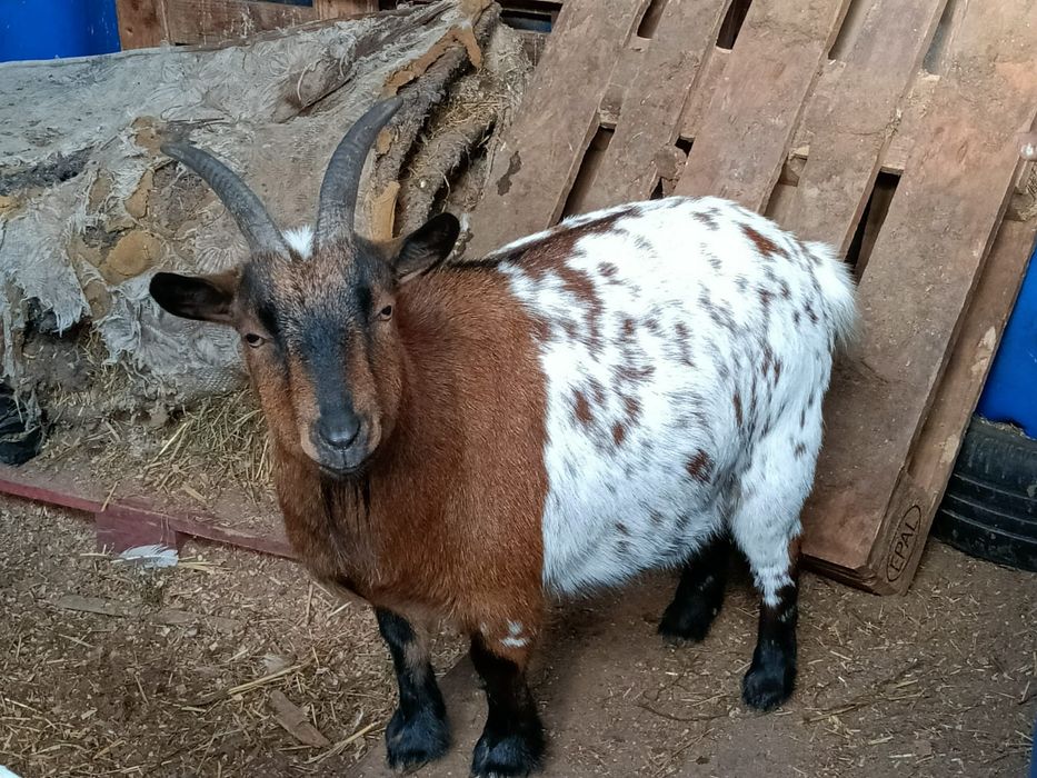 Vendo cabras/bodes anãos