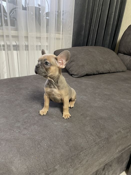 Дівчинка французького бульдога