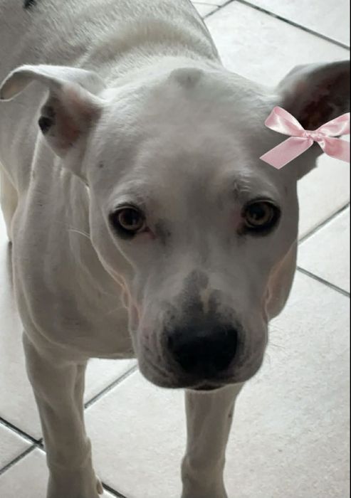 Szukamy pilnie domu dla Letti