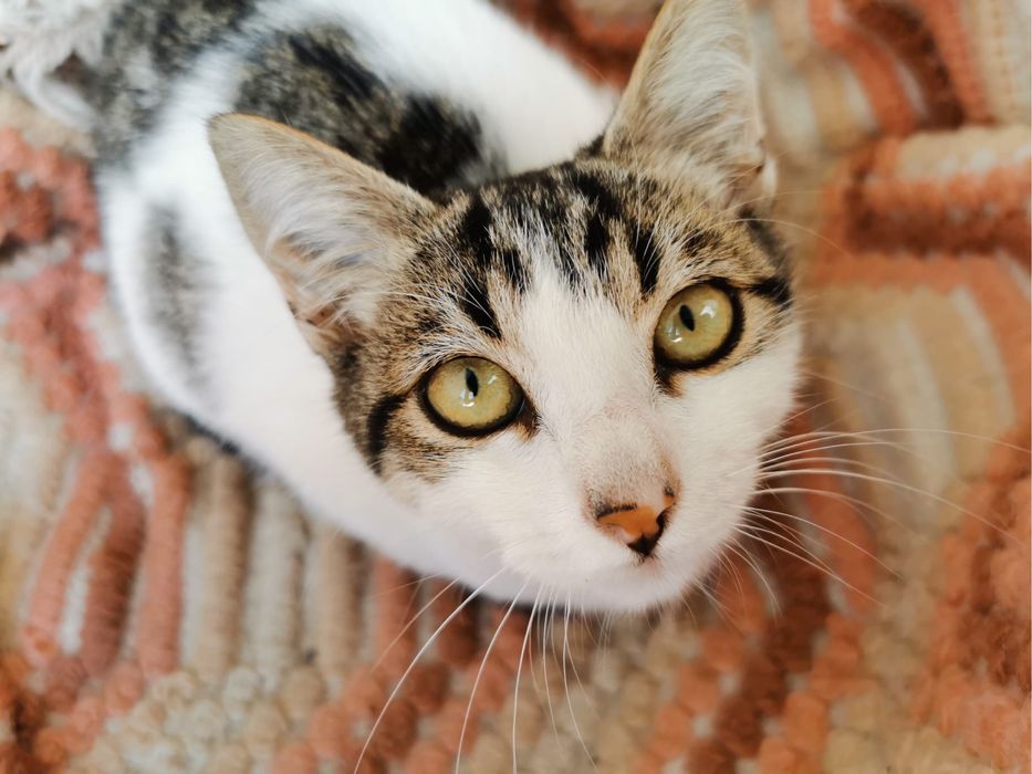 Gatinhos, gatos, gata