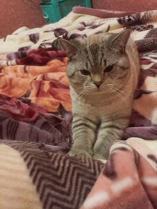 Британський кіт шукає дівчинку