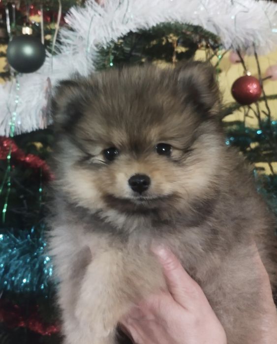 Pomeranian Zkwp szpic miniaturowy