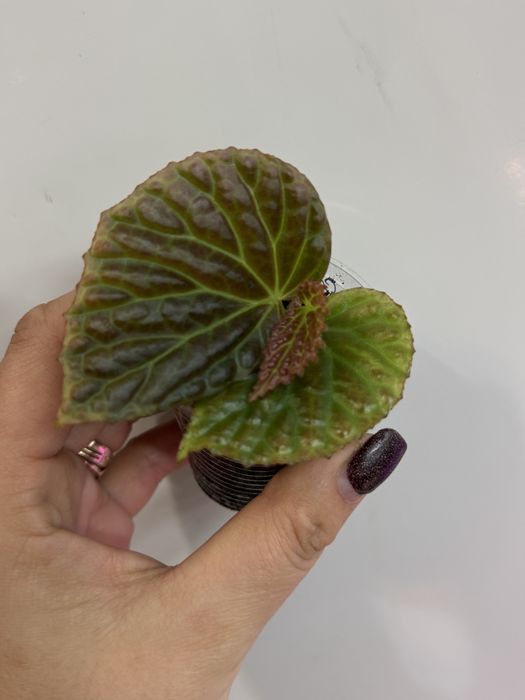 Бегонія dracopelta metalikolor