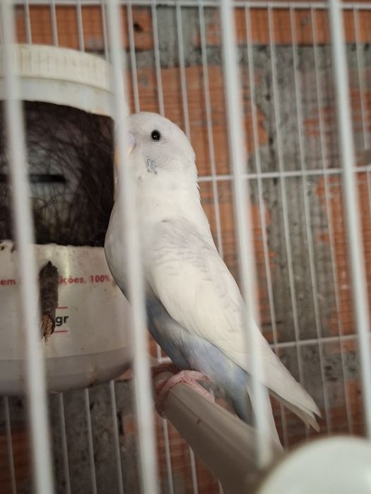 Periquitos-Australianos