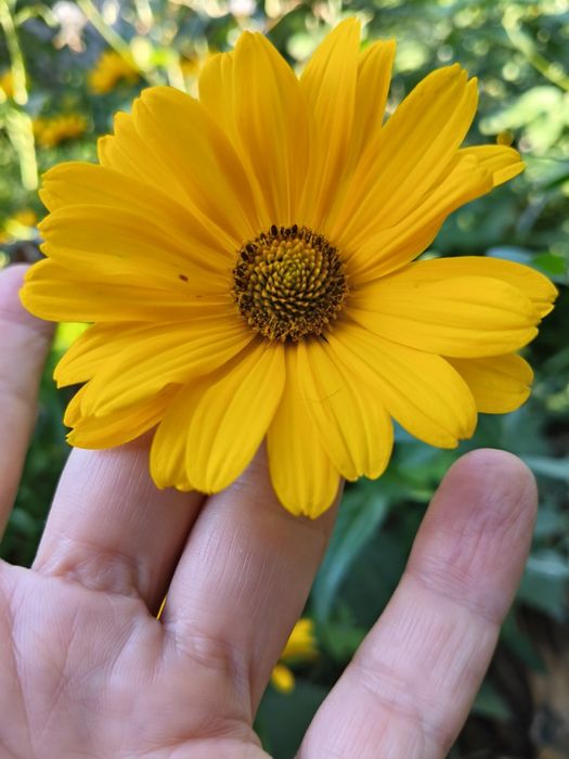 Гелиопсис многолетний. Жёлтые садовые цветы.