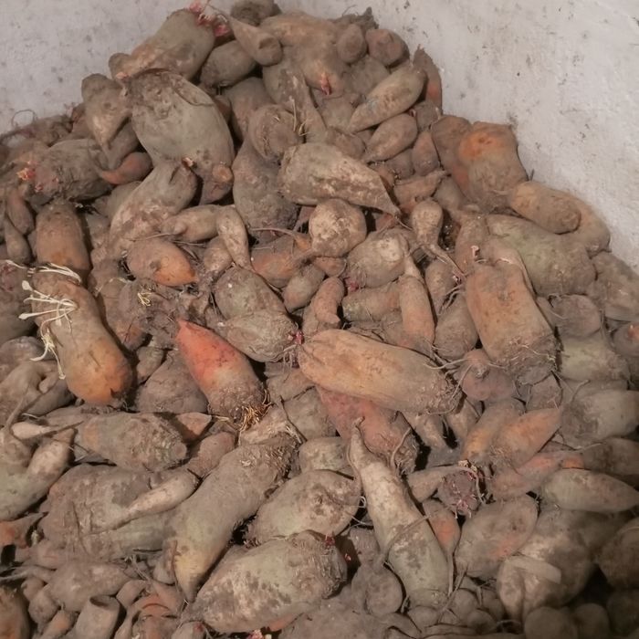 Продам кормовий буряк,мілку картоплю