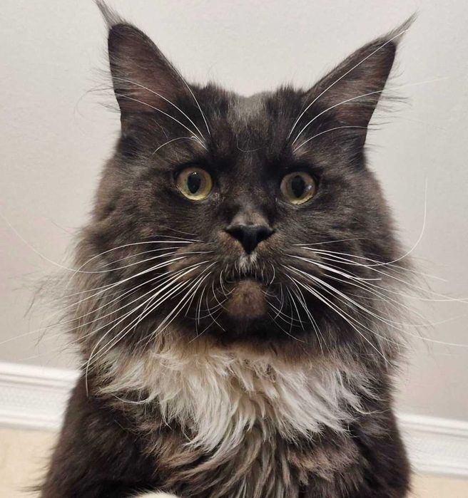 Кіт, Кот Мейн кун в'язка