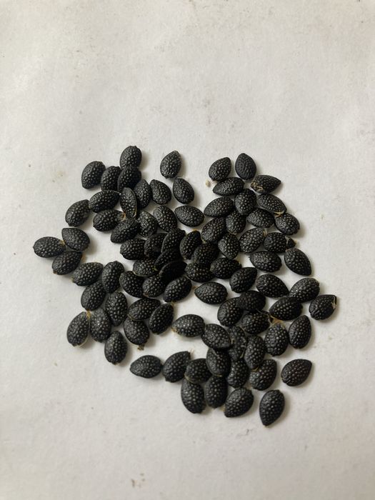 Пасифлора насіння