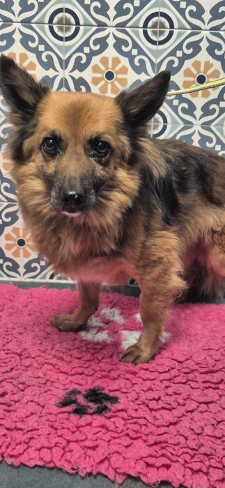 Mały piesek okolo 3 lata